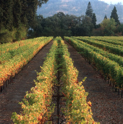 Beringer Bale Lane Vinyards